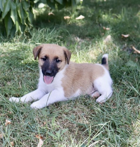 Du Plateau D’asgard - Chiots disponibles - Fox Terrier Poil lisse
