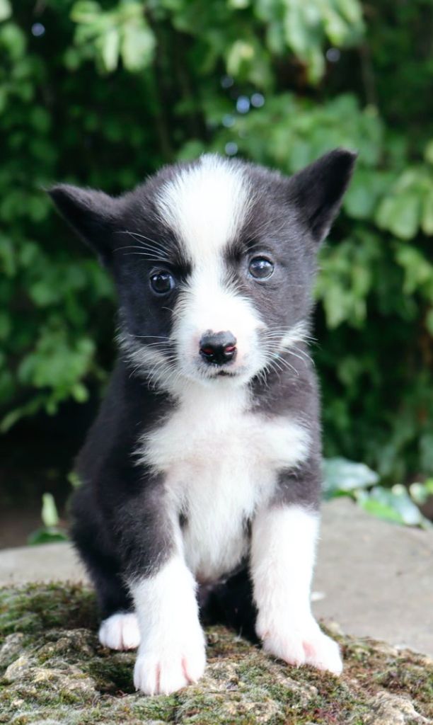 Du Plateau D’asgard - Chiots disponibles - Chien d'ours de Carelie