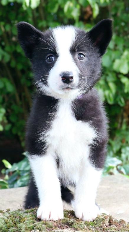 Du Plateau D’asgard - Chiots disponibles - Chien d'ours de Carelie
