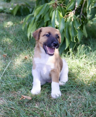 Chiot N°1