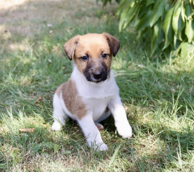 Chiot N°3