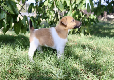 Chiot N°4
