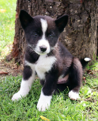 CHIOT 3
