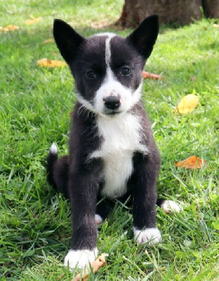 CHIOT 4