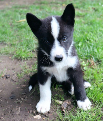 CHIOT 1