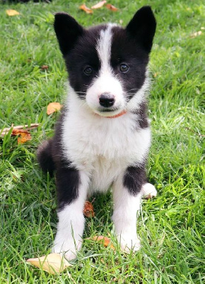 CHIOT 5