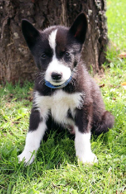 CHIOT 2