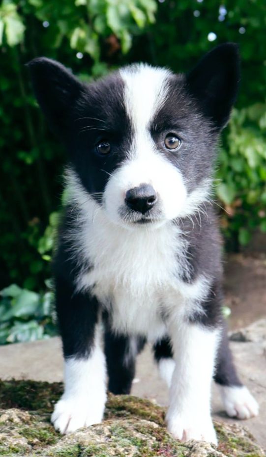 Du Plateau D’asgard - Chiots disponibles - Chien d'ours de Carelie