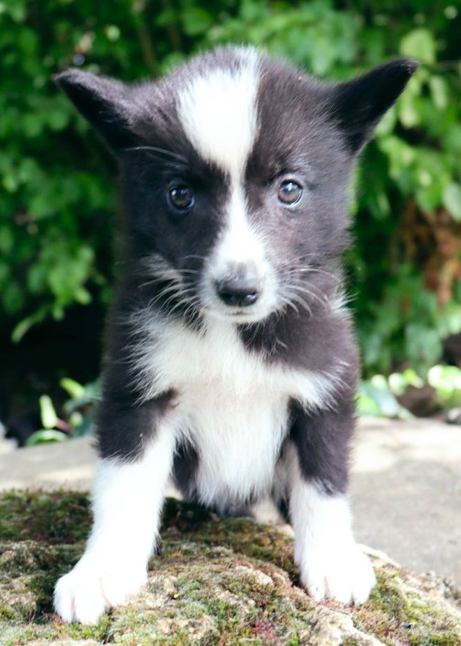 Du Plateau D’asgard - Chiots disponibles - Chien d'ours de Carelie